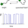 conformational_change_quencher.png