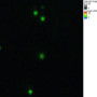 100210_05_region_10mhz.png