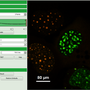 calculate_ratiometric_fret-images_with_the_fret-image-script_image_7.png