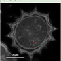 roi_fitting_using_the_flim_script_image_12.png